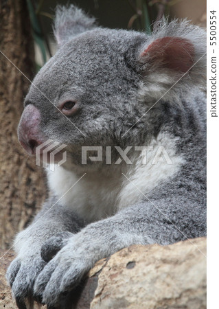 Koala Koala 5500554