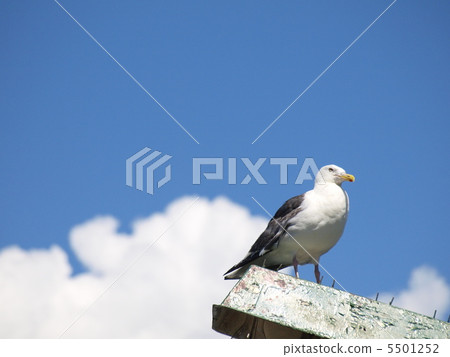 Seagulls in the summer sky 5501252