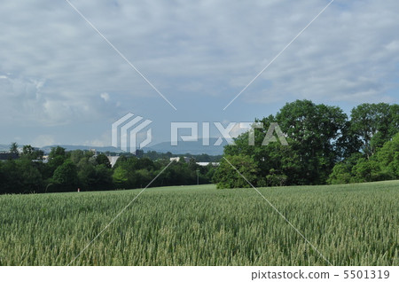 Wheat field of Geneva 5501319