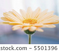 雛菊 5501396