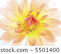 大麗花 5501400