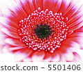 雛菊 5501406