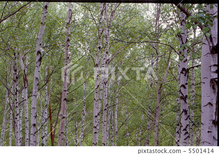 Birch grove 5501414