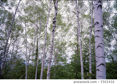 White birch trees 5501418