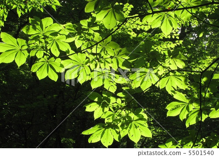 Green Green 5501540