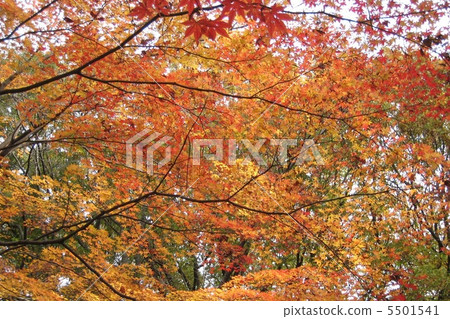 Autumn leaves Autumn leaves 5501541
