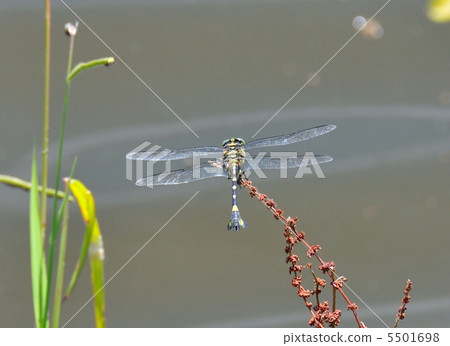Osmanthus male with tail appendage like scissors Osmanthus male with tail appendage like scissors 5501698