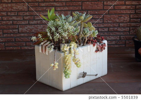 多汁的種植 5501839