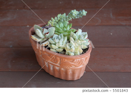 多汁的種植 5501843