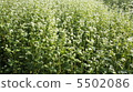 蕎麥花 5502086