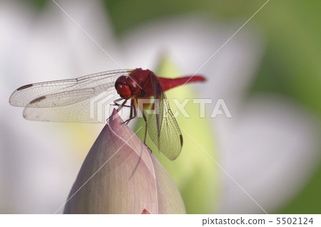 Shoot-blowflies and buds of lotus Shoot-blowflies and buds of lotus 5502124