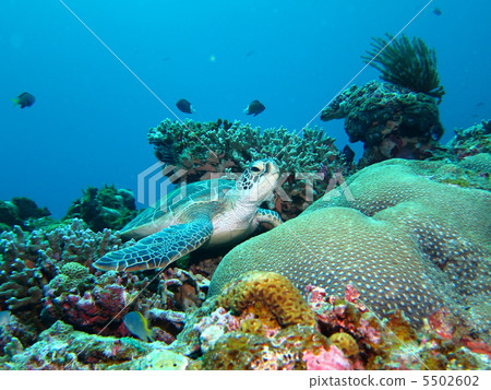 基於珊瑚的海龜 5502602