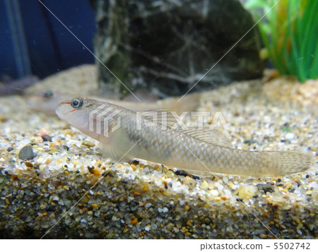 Toyo Yoshinobori Toyo Yoshinobori 5502742