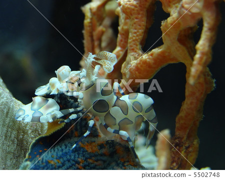 Horse deep-fried Horse deep-fried 5502748