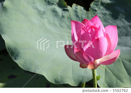 一朵蓮花 一朵蓮花 5502762