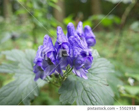 Torikabuto花 5502938