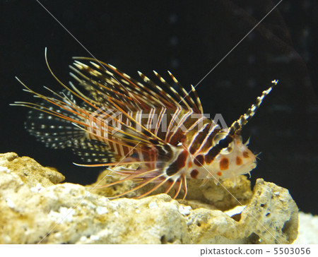 Nettai Minowashago Nettai Minowashago 5503056