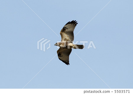 Nothing Nothing 5503571