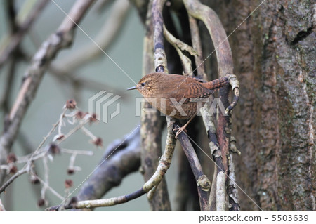 Misazaai Misazaai 5503639