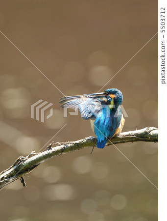 Kingfishes of the perch Kingfishes of the perch 5503712