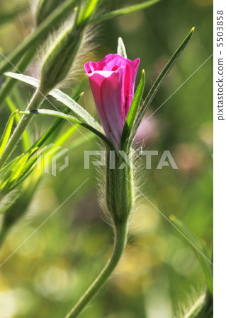 Mugi senneum 5503858