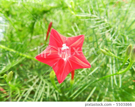 路邊的(紅色的) 路邊的(紅色的) 5503866