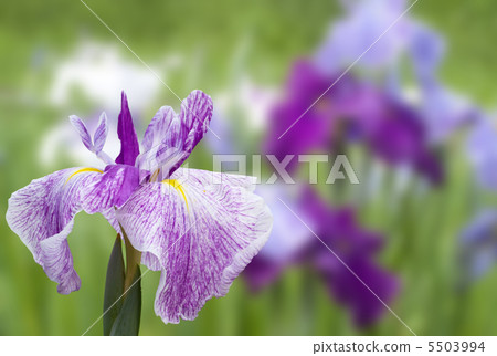 鳶尾花 5503994