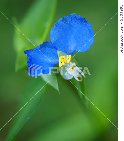 Grass (Tsutsukusa) flower language: respected Dayflower 5503995
