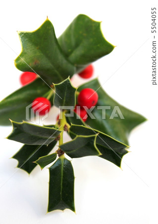 Jagged Leaf Christmas Horley 5504055