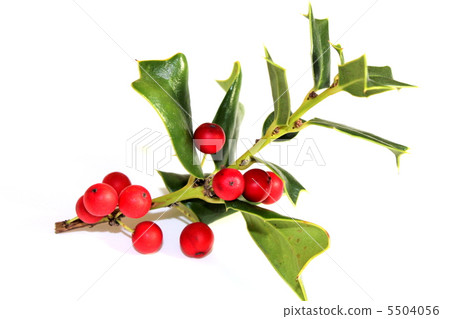 Jagged Leaf Christmas Horley 5504056