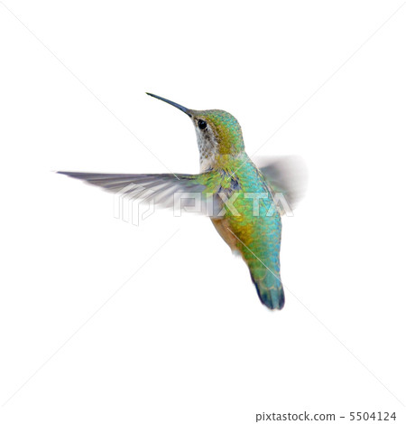 Hummingbird white back 5504124