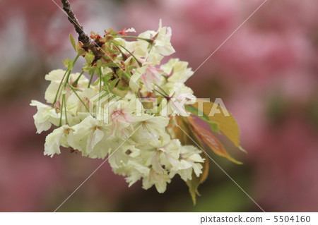 Gyoikou Sakura Gyoikou Sakura 5504160