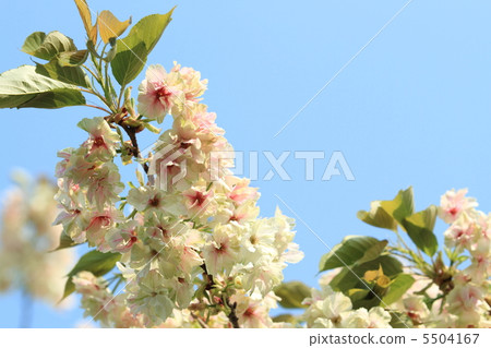 Mischievous yellow cherry and sky 5504167
