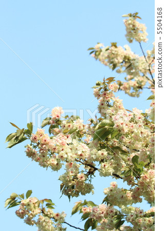 Mischievous yellow cherry and sky 5504168