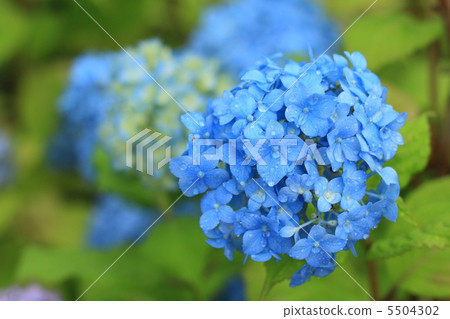 藍色繡球花 5504302