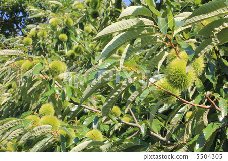 無標題 無標題 5504305