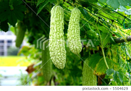 Cultivation of light green peas 5504629