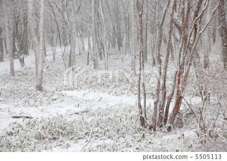 Snow piled forest Snow piled forest 5505113