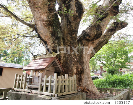 Yahiko Shrine Dynasty · Sumiyoshi Shrine's Great Duck 5505157