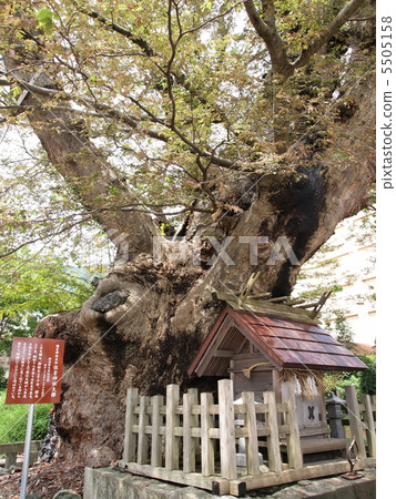 Yahiko Shrine Dynasty · Sumiyoshi Shrine's Great Duck 5505158