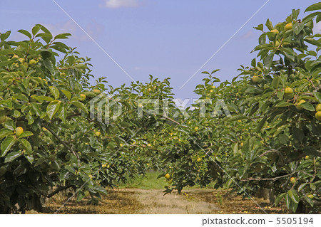 Persimmon trees with persimmons 5505194