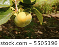 柿子 5505196