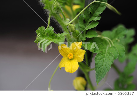 西瓜男性花 西瓜男性花 5505337