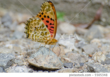 TsunagoroHyouton♂ 5505348