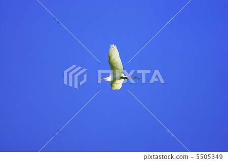 一條魚跳到藍天 5505349