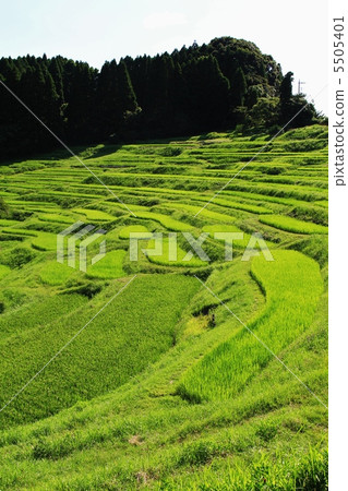 Kamogawa Oyama · Senjita Kamogawa Oyama · Senjita 5505401