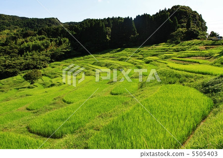 Kamogawa Oyama · Senjita Kamogawa Oyama · Senjita 5505403