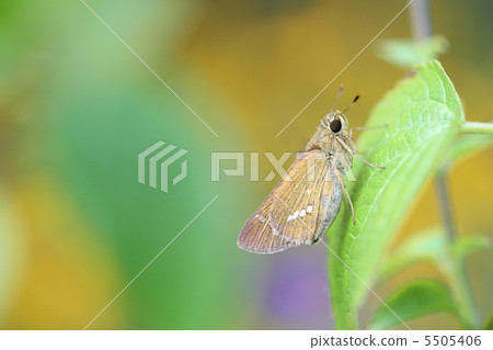 Ichimon dieselis 5505406