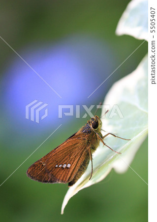 Ichimon dieselis 5505407