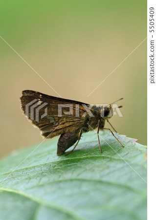 Ichimon dieselis 5505409